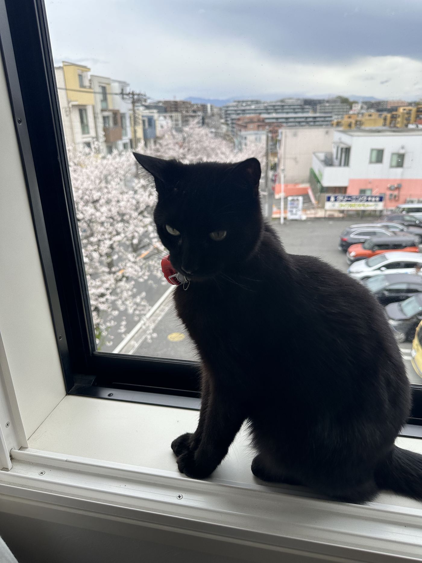 KiKi the black cat sitting in a window overlooking cherry blossoms in Japan