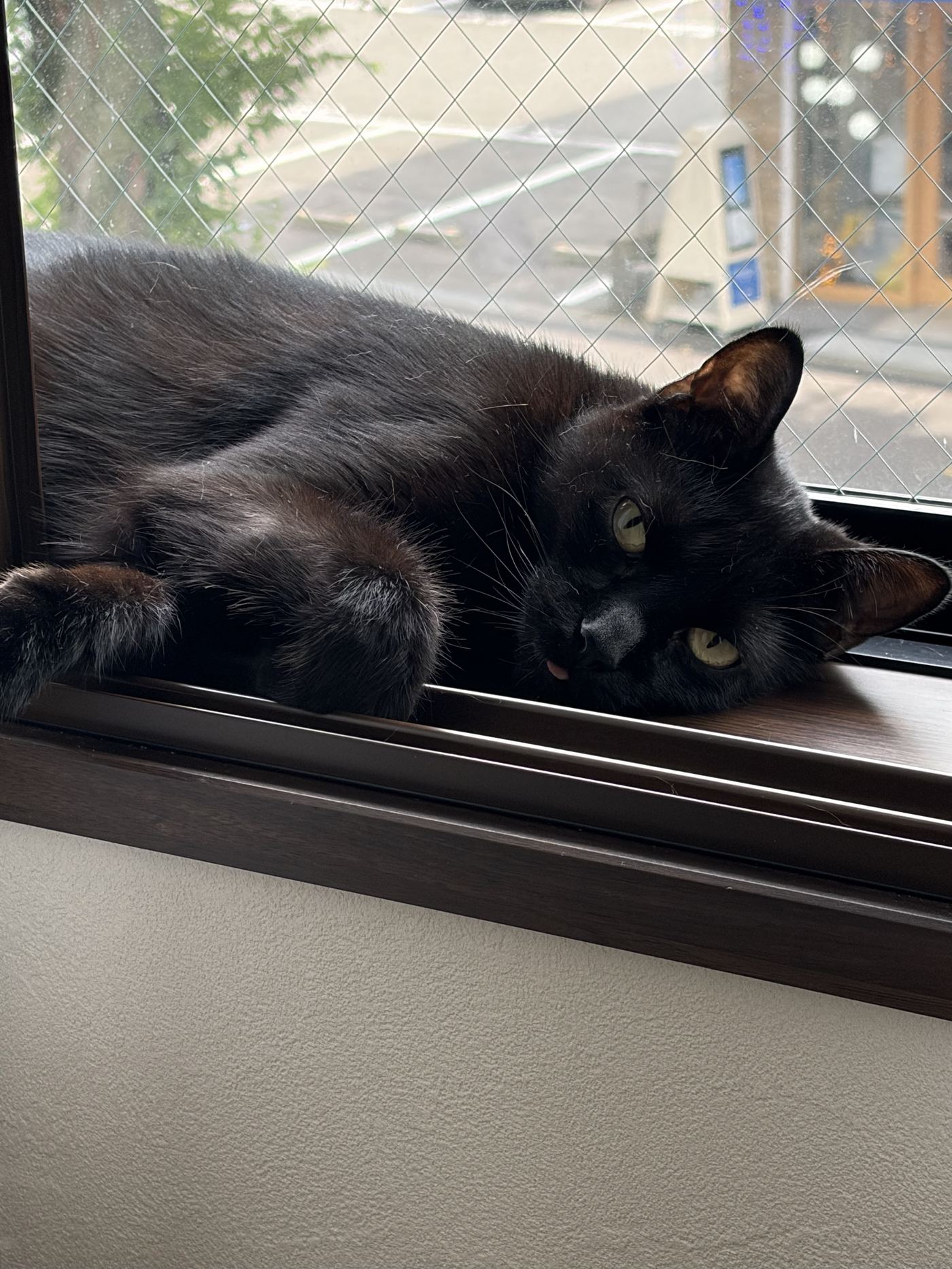 KiKi the black cat lounging comfortably on a windowsill in Japan